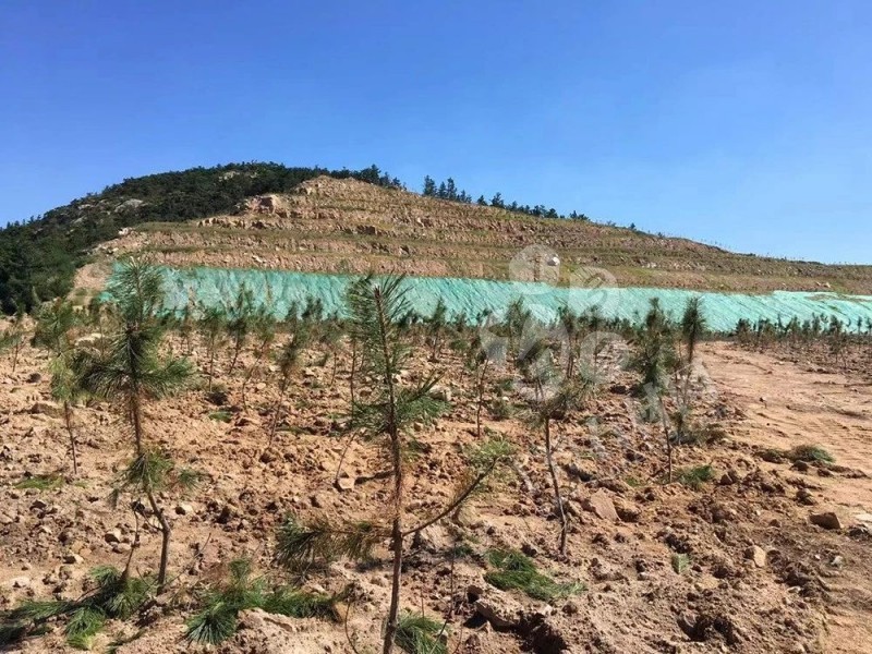 山東榮成（石島紅皇室珍珠產地）：鐵腕修復礦山，再塑生態翠屏